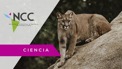 Comunidad ecuatoriana desarrolla proyecto para conservar a los mamíferos