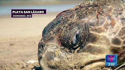 Tortuga caguama, en peligro por la emergencia climática