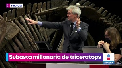 Subastan los restos fósiles del triceratops más grande del mundo
