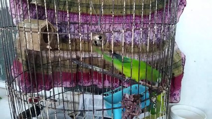 Azulillo (Passerina ciris)