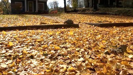 The best time to rake your leaves this fall