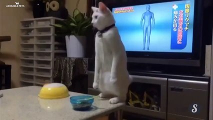 Baby Pets - Cute and Funny Pets Videos Compilation #8