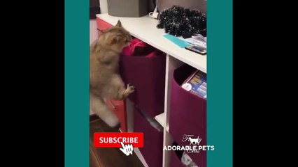 Baby Pets - Cute and Funny Pets Videos Compilation #10