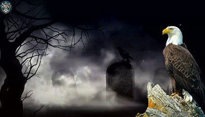 Eagle attitude Shayari  New Eagle Attitude Shayari Status