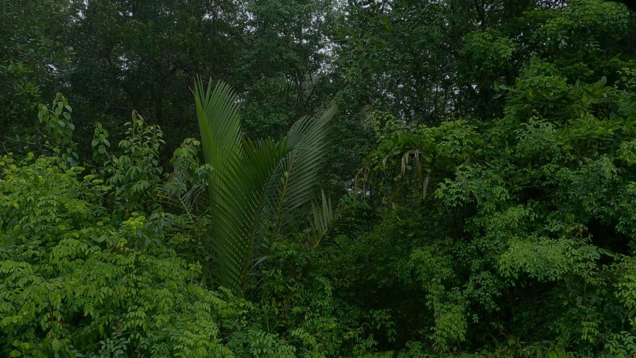 Lluvia en el Bosque Tropical