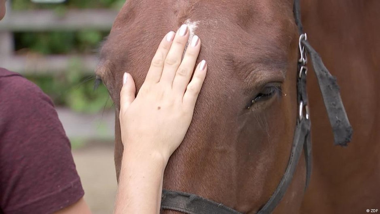 Britain: New jobs for old horse breeds