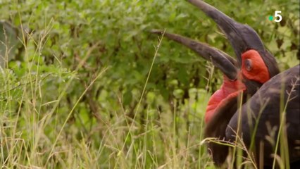Les saisons de la Luangwa - Après les pluies