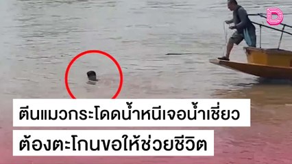 ตีนแมวกระโดดน้ำหนีเจอน้ำเชี่ยว ต้องตะโกนขอให้ช่วยชีวิต | ชนคลิปข่าว 22/10/64 เดลินิวส์