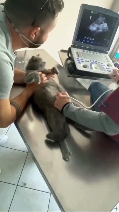 Funny Cat and Cute Cat #7 #cat #funny #kucing #lucu #pets #cute