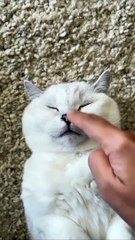 Funny Cat and Cute Cat #1 #cat #funny #kucing #lucu #pets #cute