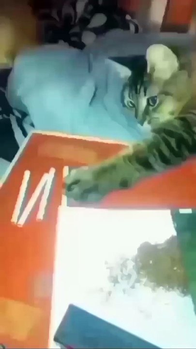 Funny Cat and Cute Cat #2 #cat #funny #kucing #lucu #pets #cute