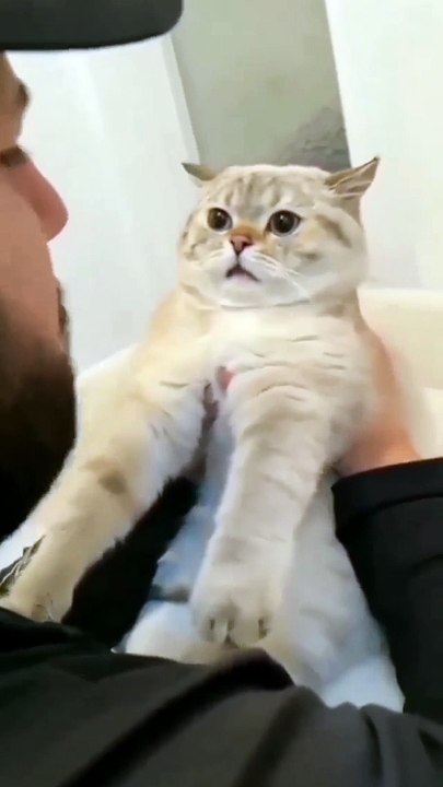 Funny Cat and Cute Cat #3 #cat #funny #kucing #lucu #pets #cute