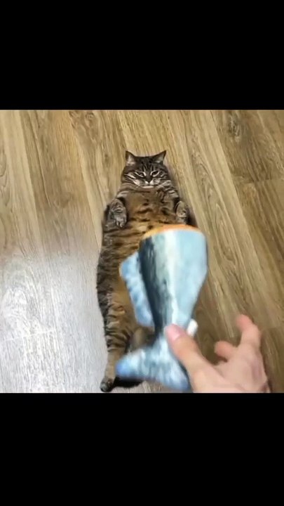 Funny Cat and Cute Cat #4 #cat #funny #kucing #lucu #pets #cute