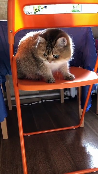 Funny Cat and Cute Cat #5 #cat #funny #kucing #lucu #pets #cute