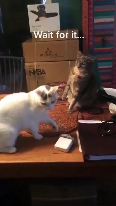 Funny Cat and Cute Cat #9 #cat #funny #kucing #lucu #pets #cute