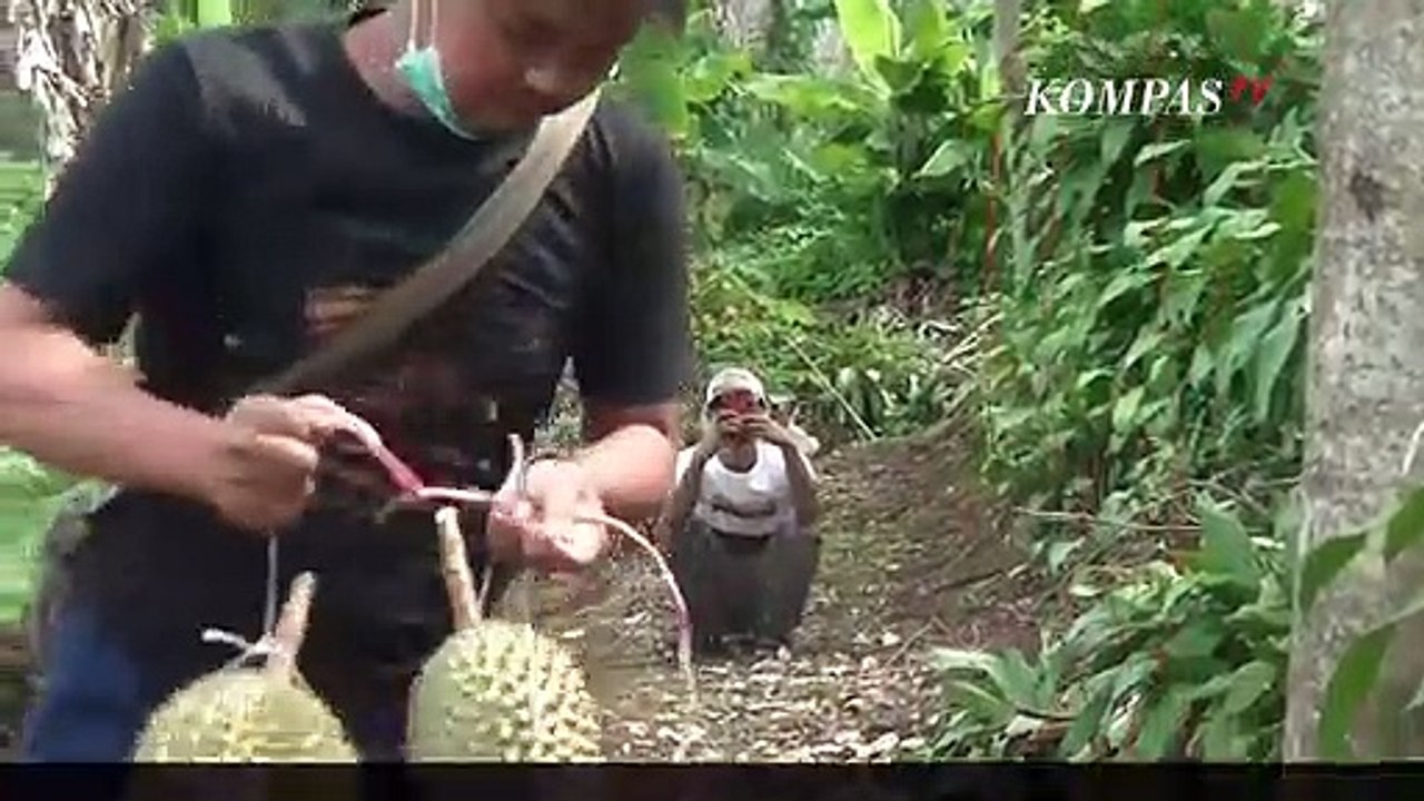 Santap Durian Si Bajing Langsung dari Kebunnya di Sukabumi