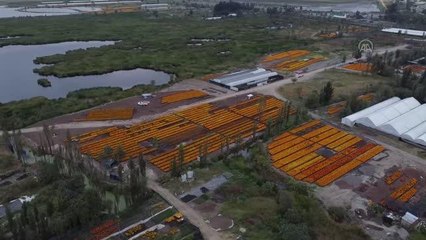 Meksika'da 'Ölüler Günü' öncesi Kadife Çiçeği (Cempasuchil) tarlası