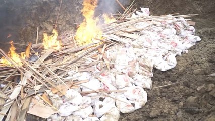 Petugas Karantina Petanian Gorontalo Bakar Ribuan Daging Ayam Beku Busuk