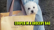 'Cute, tiny Maltese dog being carried in a grocery bag'