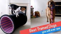 'Golden Retriever & Beagle perform unbelievable dog tricks'