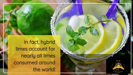 FACT OF THE LIMES