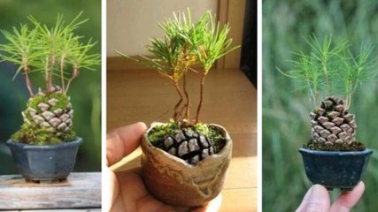 Faites germer une pomme de pin pour une belle déco automnale