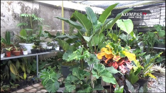 Petani Tanaman Hias Batu Kewalahan Penuhi Permintaan Ekspor