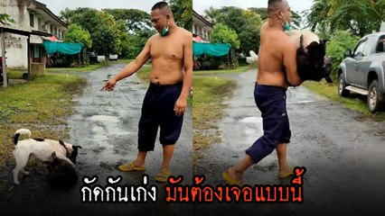 ฮาว ทู แยกหมากัดกัน ได้ผลจริง 100% แต่เอิ่ม... อย่าทำดีกว่านะ