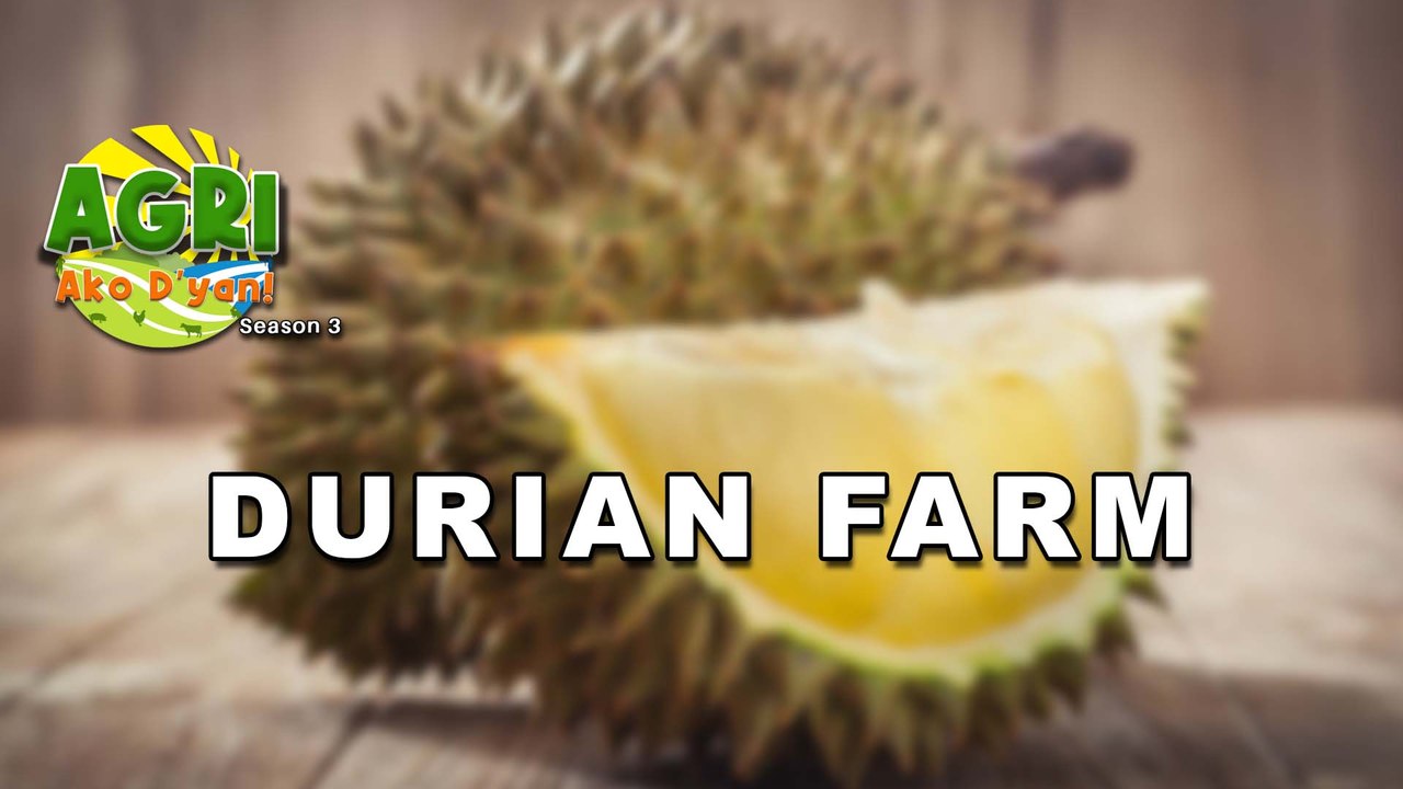 Durian Farm