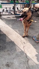 Barking Dog Sound Effects | Kingdom Of Awais
