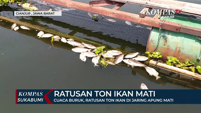 Cuaca Buruk, Ratusan Ton Ikan Di Jaring Apung Mati