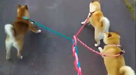 3 chiens qui préparent une stratégie pour attaquer un chat