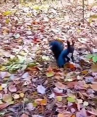Un écureuil bleu extraordinaire filmé aux États-Unis !