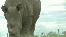 Un equipo de científicos espera poder dar a luz su primera cría de rinoceronte blanco del norte en 3 años