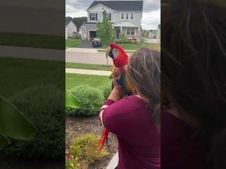 Helping a Disabled Macaw to Feel Like It’s Flying