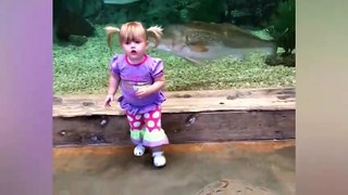 Baby Shark Doo Doo   TRY NOT TO LAUGH  LAUGH TRAPPED