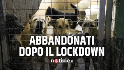 Animali, Enpa lancia l’allarme: “Troppi cuccioli abbandonati a fine lockdown”