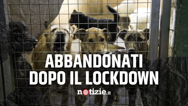 Animali, Enpa lancia l’allarme: “Troppi cuccioli abbandonati a fine lockdown”