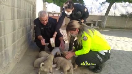 Bakımsız kalan köpek ve 7 yavrusuna polis sahip çıktı