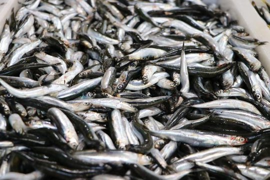 Tekirdağ'da lüferin ardından hamsi de tezgahlarda yerini almaya başladı