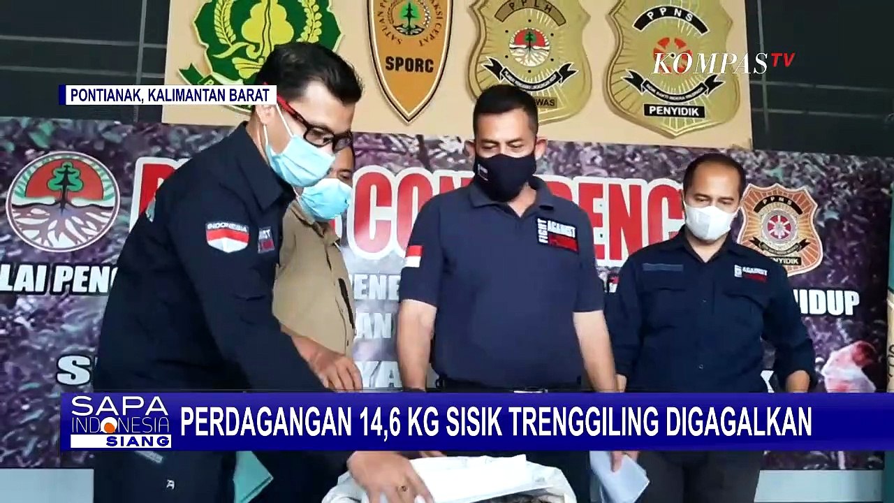 Termasuk Hewan Terancam Punah, Polisi Berhasil Gagalkan Perdagangan 14,6 KG Sisik Trenggiling!