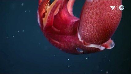 Animales Marinos que parecen de otro Mundo