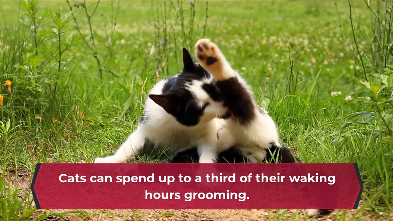 Did you know?|| Interesting Cat Facts You Won't Believe (MAKE ME HAPPY)||EP 4