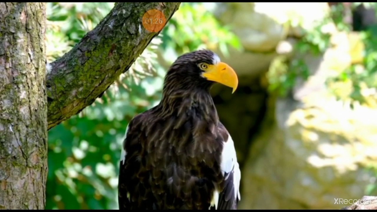 نقي قلبك الحياة الأولى ماهي إلا نقرة في اليم؟؟