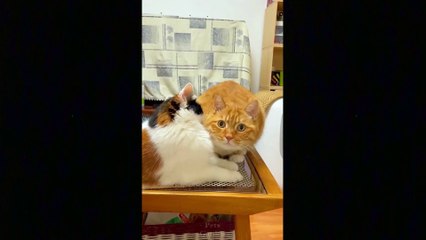 Baby Pets - Cute and Funny Pets Videos Compilation #13