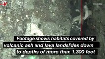 Footage of Ash Covered Marine Life Showcase How La Palma’s Volcano Eruption Has Affected the Ecosystem