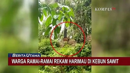 Nekat! Warga Ramai-ramai Rekam Harimau di Kebun Sawit
