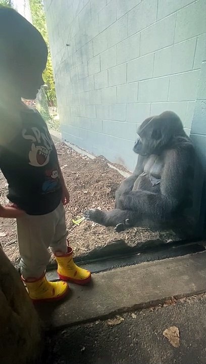 Golden Moment Captured on Camera as Gorilla Mimics Boy