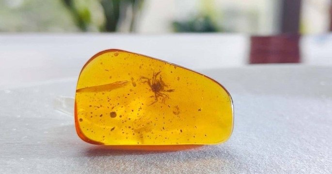 Un crabe vieux de 100 millions d'années a été découvert fossilisé dans de l'ambre