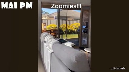 FUNNY DOG Videos That Will Cure Your Bad Day - -- LAUGH at FUNNY DOGS compilation